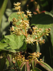 Miconia theizans