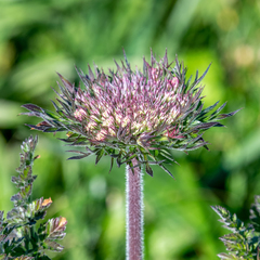 Daucus carota gummifer