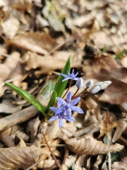 Scilla vindobonensis