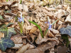 Scilla vindobonensis