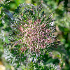 Daucus carota gummifer
