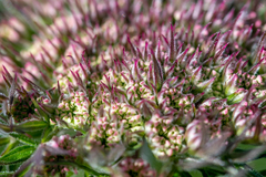 Daucus carota gummifer