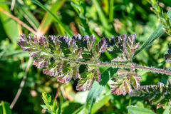 Daucus carota gummifer