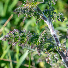 Daucus carota gummifer