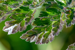 Daucus carota gummifer
