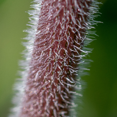 Daucus carota gummifer