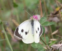 Pieris brassicae nepalensis