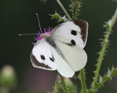 Pieris brassicae nepalensis