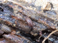 Chaetophiloscia sicula