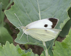 Pieris brassicae nepalensis