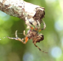 Caerostris sexcuspidata