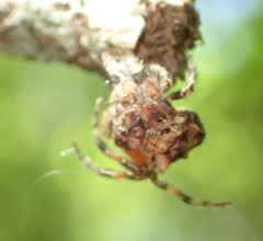 Caerostris sexcuspidata