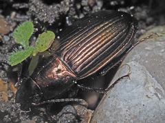 Amara eurynota