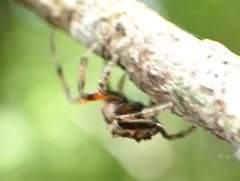 Caerostris sexcuspidata