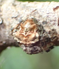 Caerostris sexcuspidata