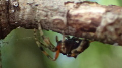 Caerostris sexcuspidata