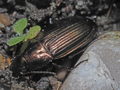 Amara eurynota