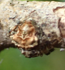 Caerostris sexcuspidata