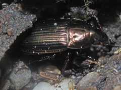 Amara eurynota