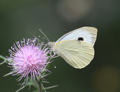 Pieris brassicae nepalensis