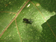 Raphiocera ornata