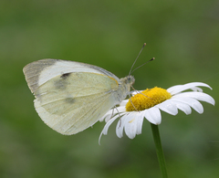 Pieris brassicae nepalensis