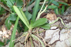 Vandeae