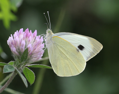 Pieris brassicae nepalensis