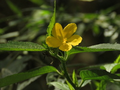 Pavonia sepioides