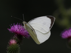 Pieris brassicae nepalensis