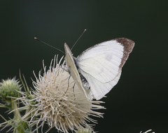 Pieris brassicae nepalensis