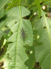 Raphiocera ornata