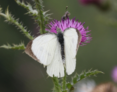 Pieris brassicae nepalensis