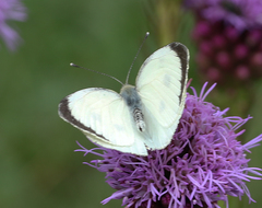 Pieris brassicae nepalensis