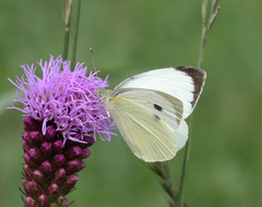 Pieris brassicae nepalensis
