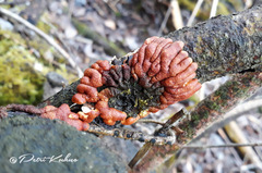 Hypocreopsis lichenoides