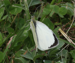 Pieris brassicae nepalensis