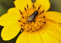 Scythris fuscicomella