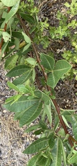 Searsia tomentosa