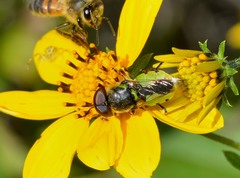 Hedriodiscus truquii