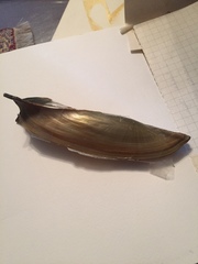 Chelidonopsis hirundo