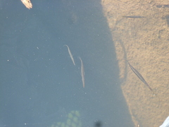 Dermogenys siamensis