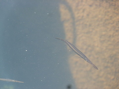 Dermogenys siamensis