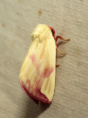 Thurberiphaga diffusa