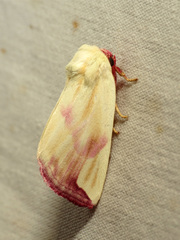 Thurberiphaga diffusa