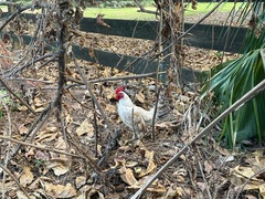 Gallus gallus domesticus