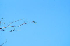 Polioptila albiloris