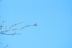 Polioptila albiloris