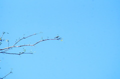 Polioptila albiloris