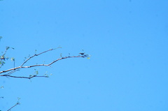 Polioptila albiloris